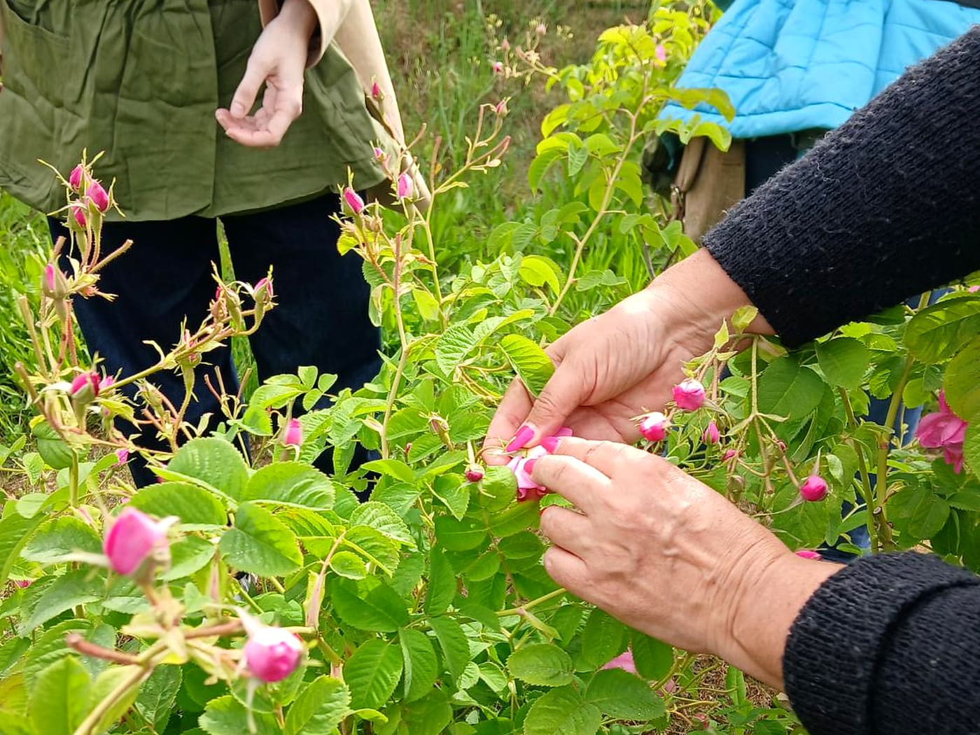 Colheita de rosas em Grasse, no roteiro Étoiles Parfumées